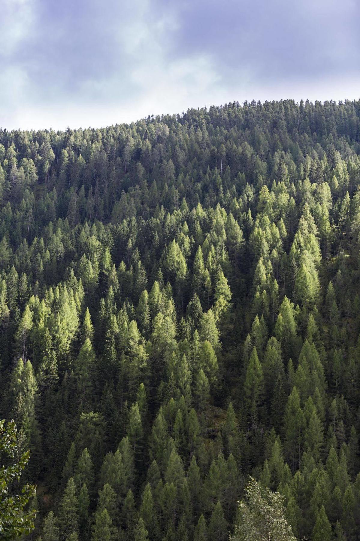 Hotel Alpenhof Sankt Jakob in Defereggen Dış mekan fotoğraf